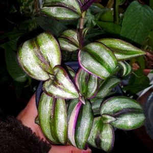 Tradescantia Quadricolor